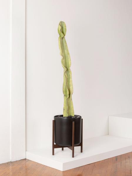 Desert Cactus