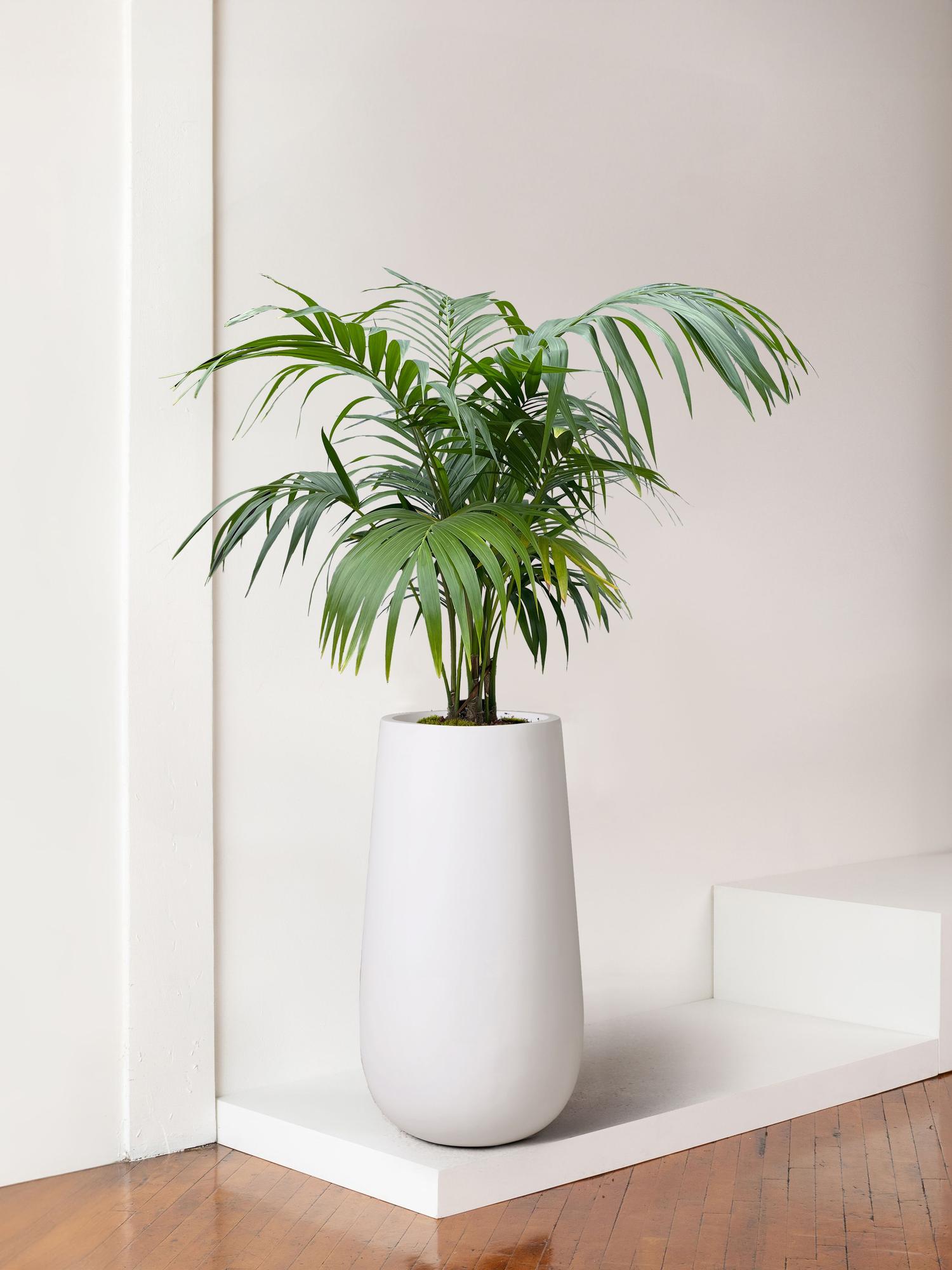 HALLELUJAH 2-2 Pettpants オフホワイト 38 Kentia Palm Extra Large (7 ft tall) – White Flute Pot, potted