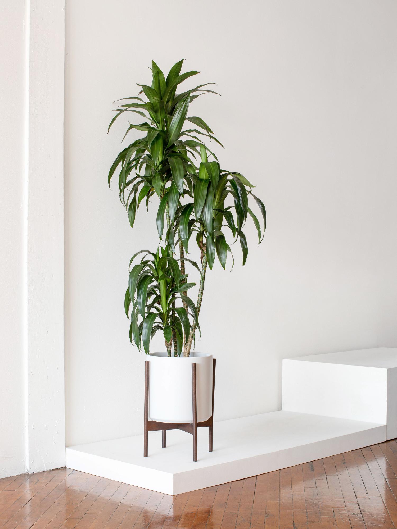 indoor plants picture