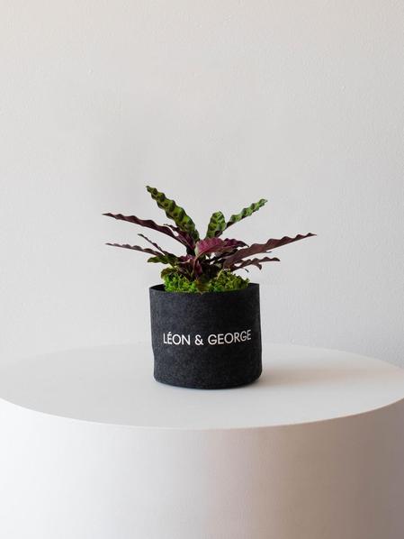 Calathea Rattlesnake