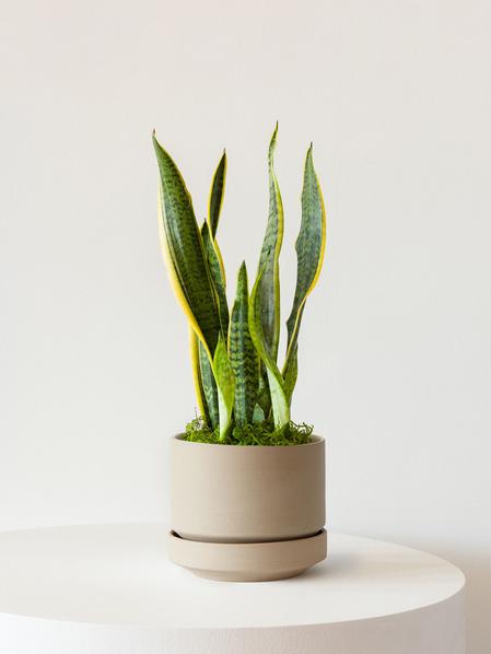 Snake Plant Laurentii