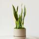 Snake Plant Laurentii