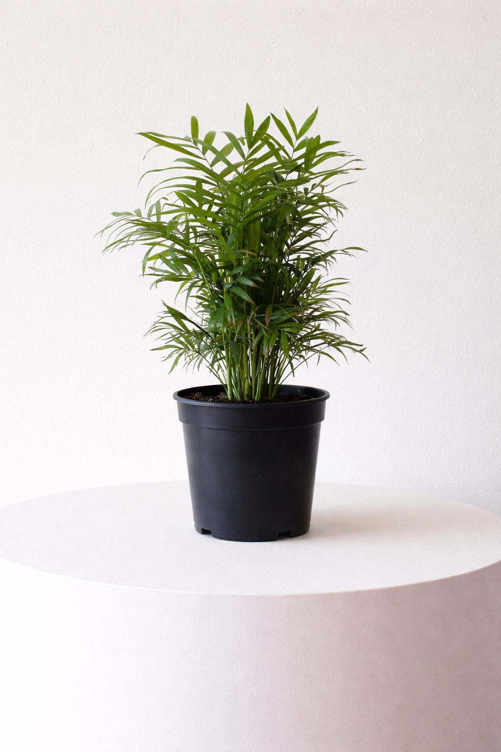 peace lily giant Peace Lily – Thistle & Twig Flowers main image 0