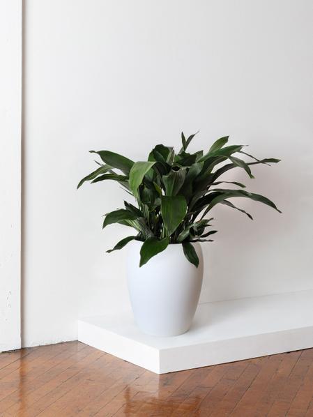 Cast Iron Plant