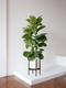 Fiddle Leaf Fig Bush