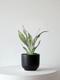Moonshine Snake Plant