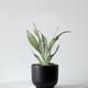 Moonshine Snake Plant