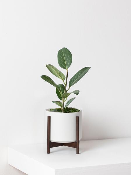 Ficus Audrey