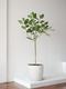 Ficus Audrey Tree