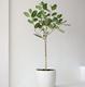 Ficus Audrey Tree