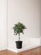 Ficus Benjamina