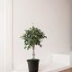 Ficus Benjamina