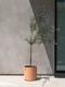 Olive Tree