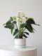 Anthurium - Queen of Spades