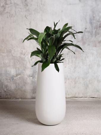 indoor plants picture