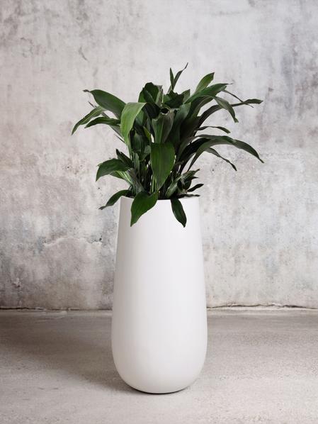 Cast Iron Plant