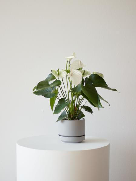 Medium Anthurium - Queen of Spades With Scandinavian Pot, potted plant