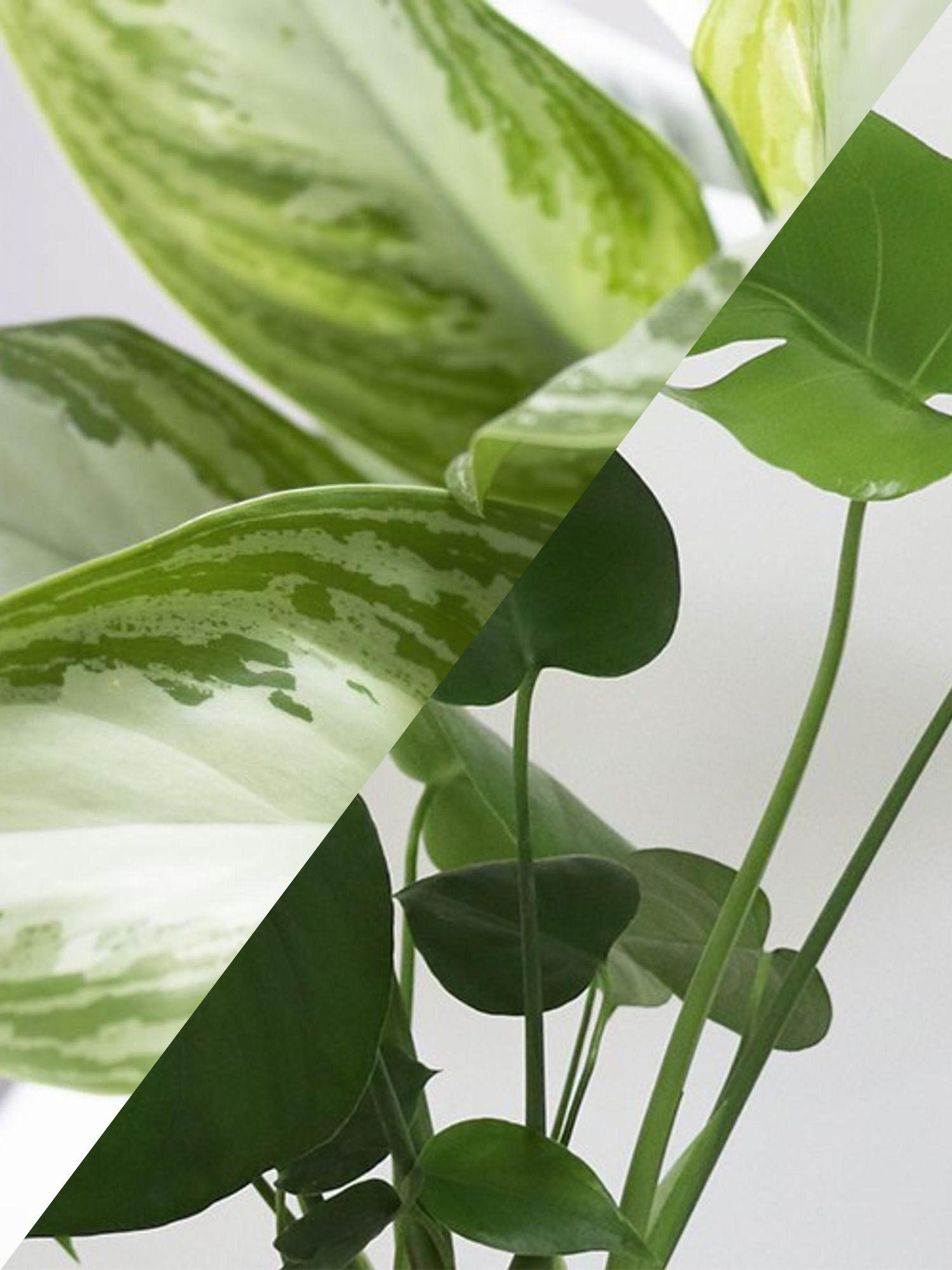 Duo Monstera X Silver Evergreen- Mid-Century