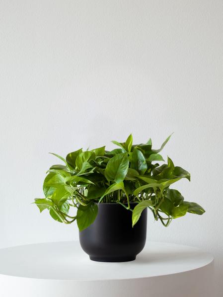 Cascading Pothos Medium (1-1 ½ ft tall) + Nouvelle Ceramic Pot Cascading Pothos Medium (1-1 ½ ft tall) + Nouvelle Ceramic Pot