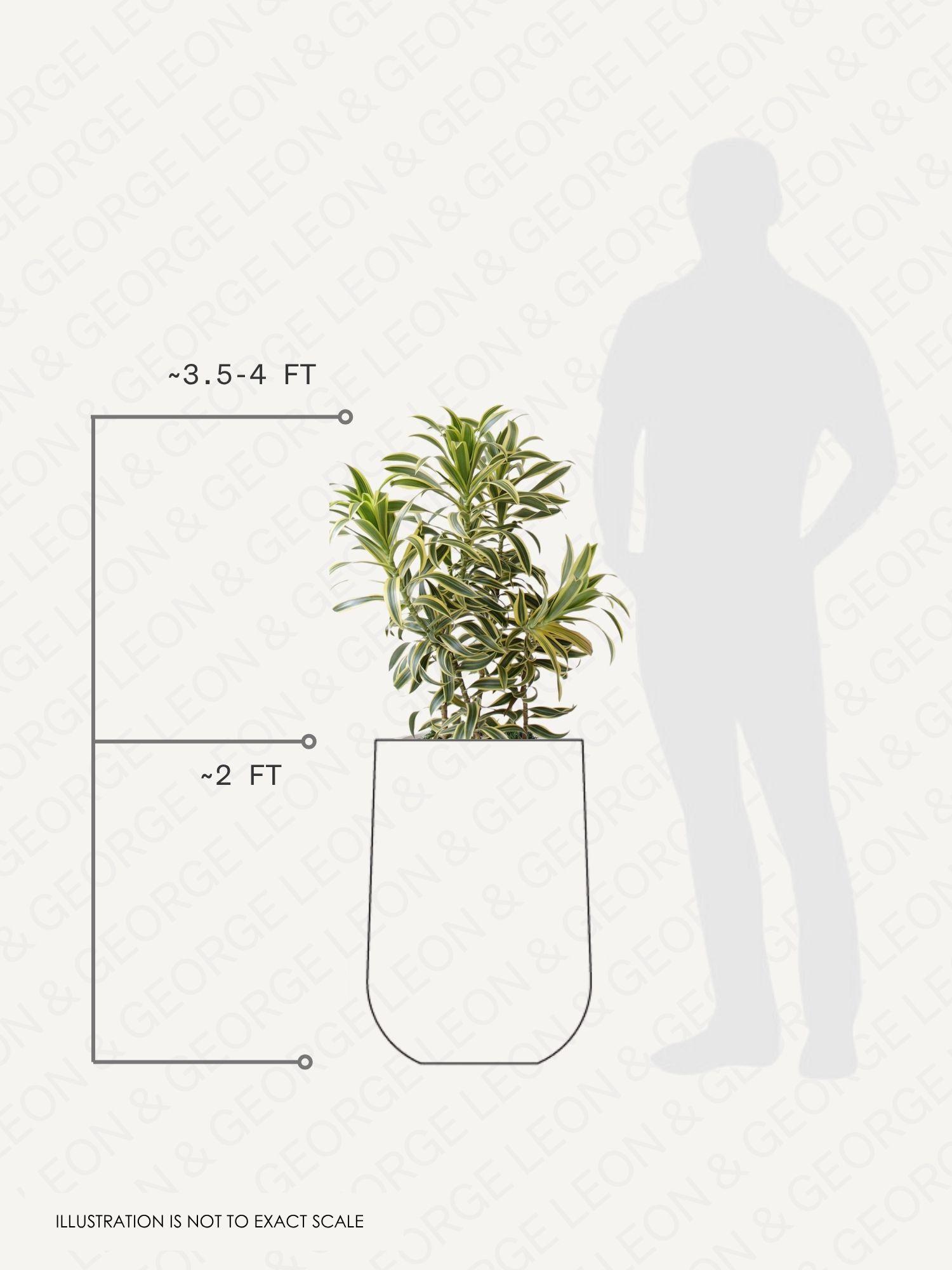 Dracaena Song of India - Dimensions