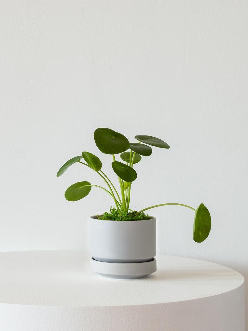 Pilea Peperomioides