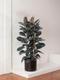 Rubber Tree Abidjan