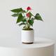 Anthurium - King of Hearts