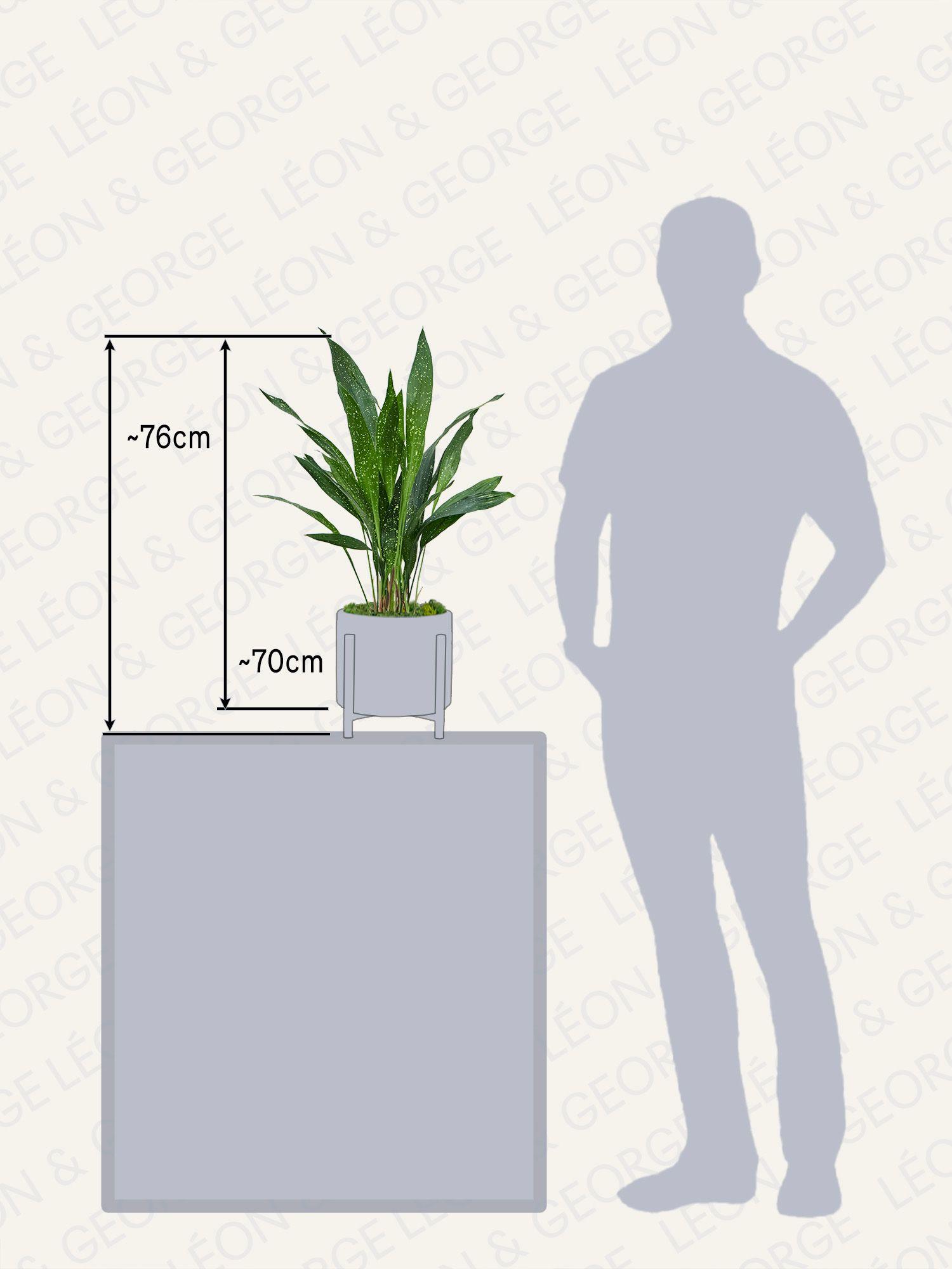 Aspidistra Elatior Milky Way