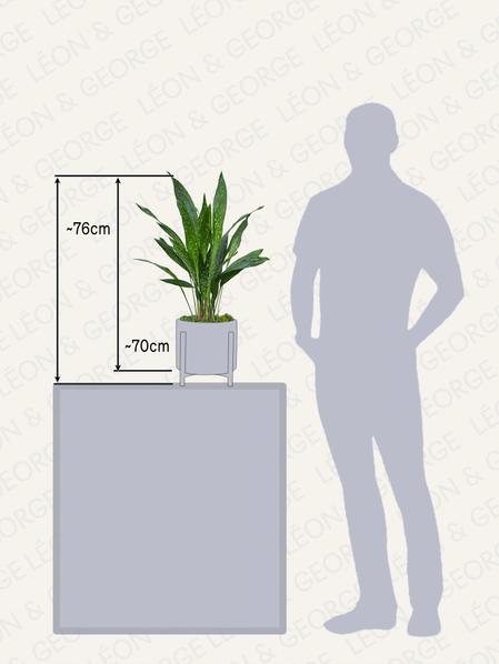 Aspidistra Elatior Milky Way