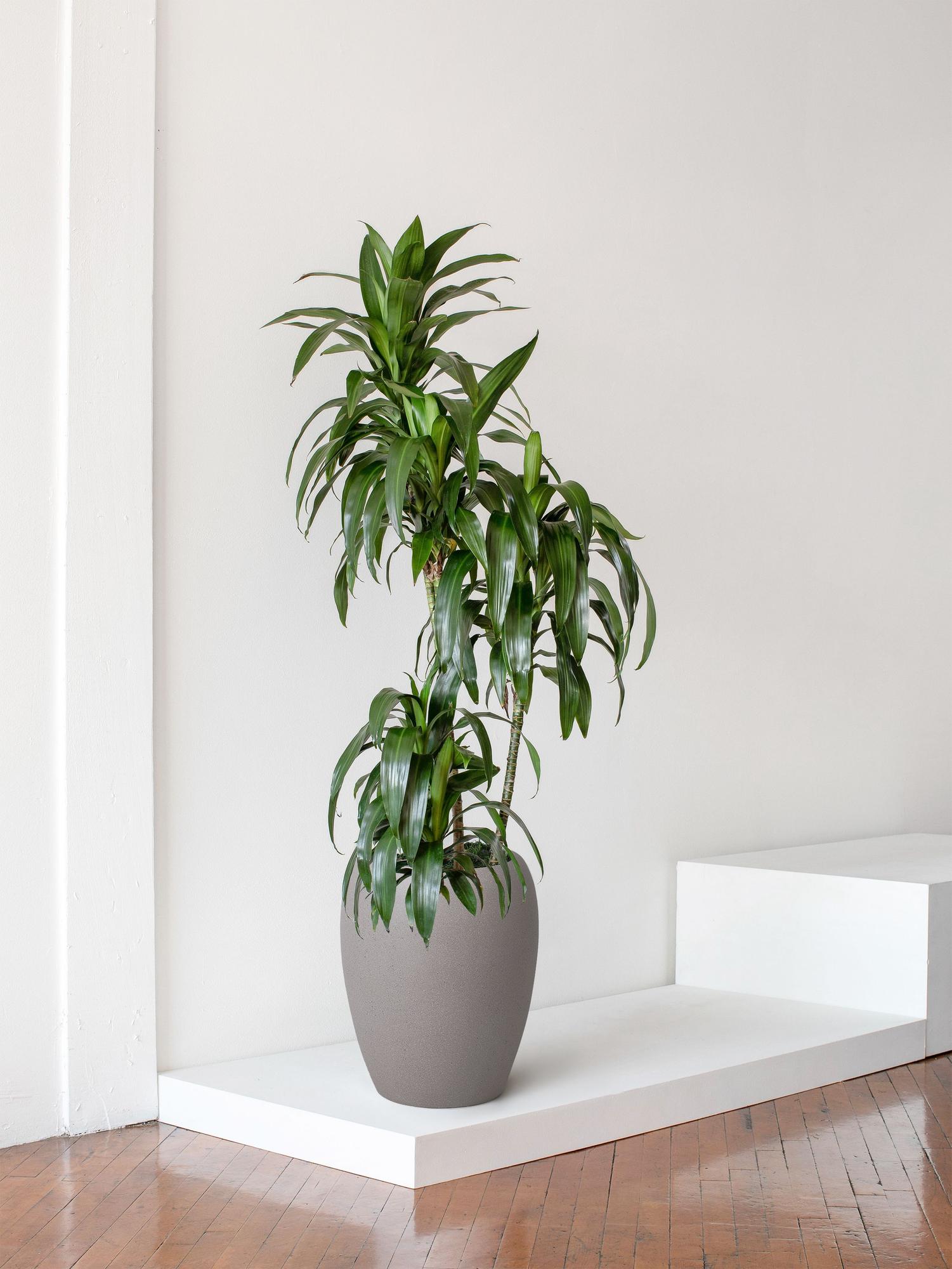 Dracaena Lisa