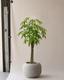 Braided Money Tree