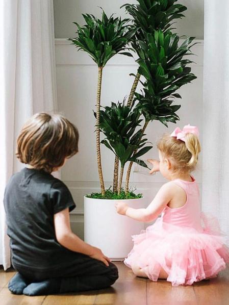 Dracaena Compacta