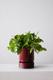 Cascading Pothos