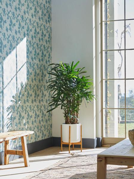 Lady Palm