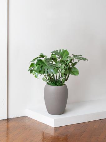 indoor plants picture