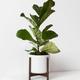 Fiddle Leaf Fig Plant