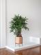 Lady Palm
