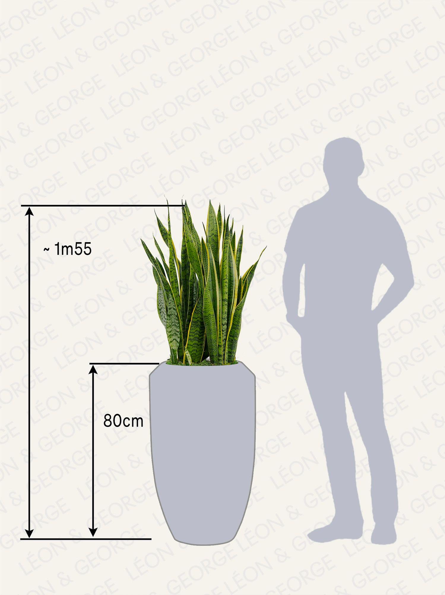 Sansevieria Laurentii