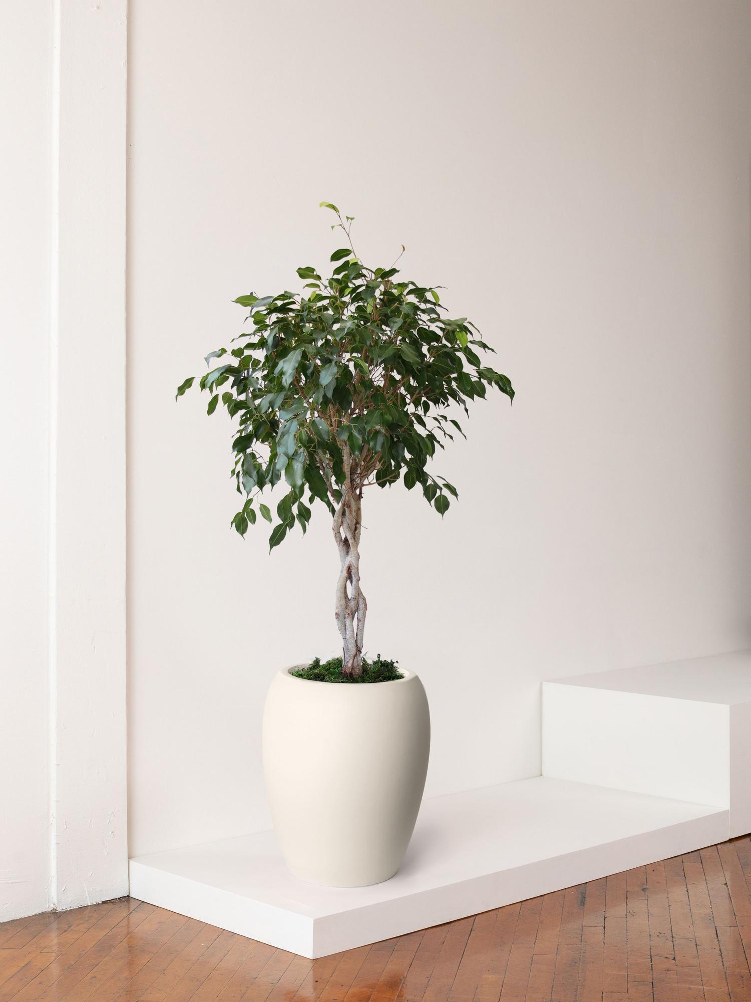 Ficus Benjamina