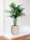 Kentia-Palme
