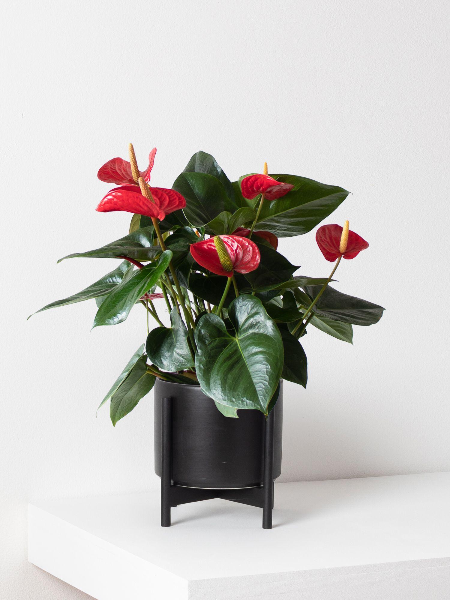 King of Hearts Anthurium