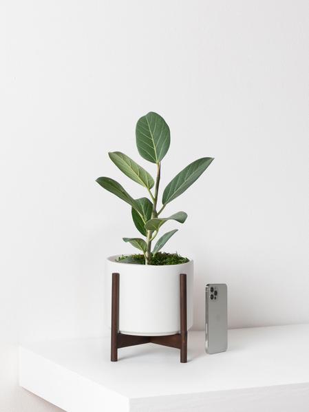 Ficus Audrey Plant