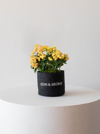 indoor plants picture