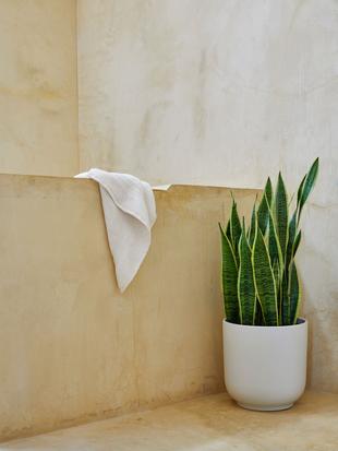 Your Own Tropical Rainforest