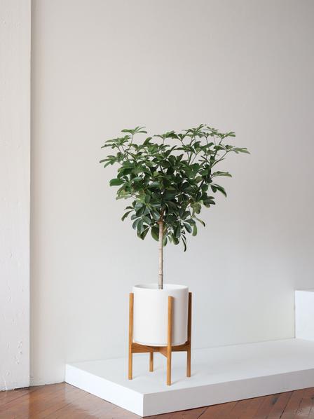 Schefflera