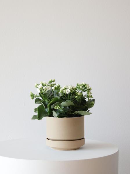 Snowdrop Calandiva - Medium