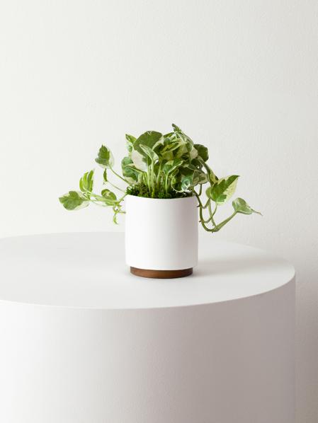 N'joy Pothos