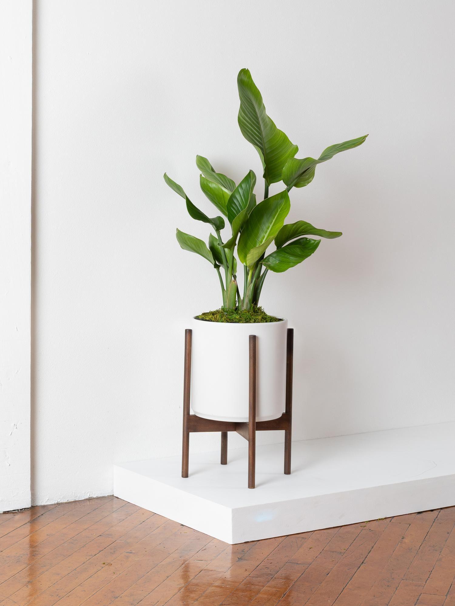 Bird of Paradise Table Plan