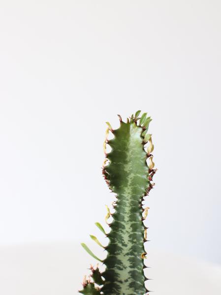 Euphorbia Trigona