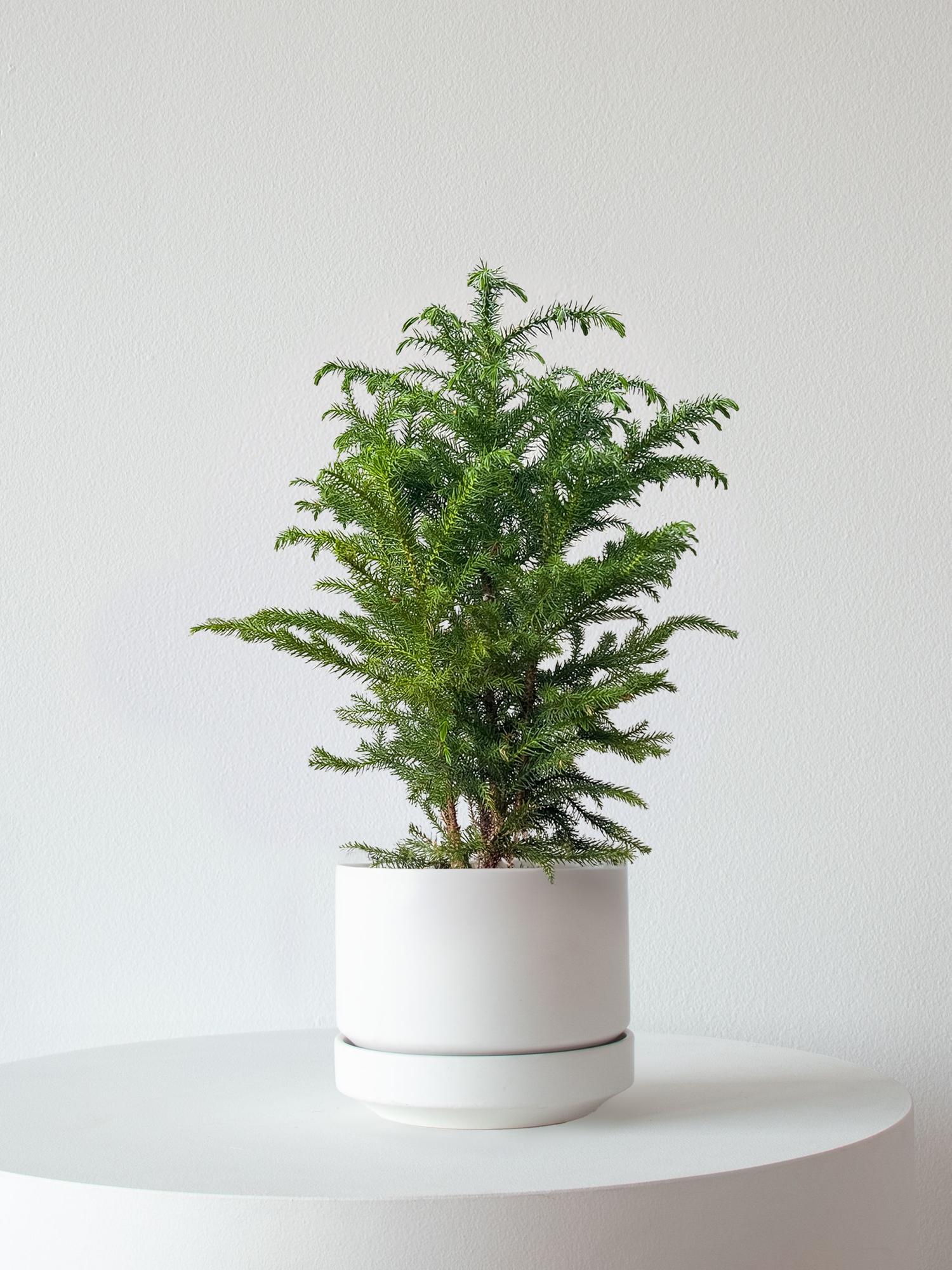 Norfolk Island Pine
